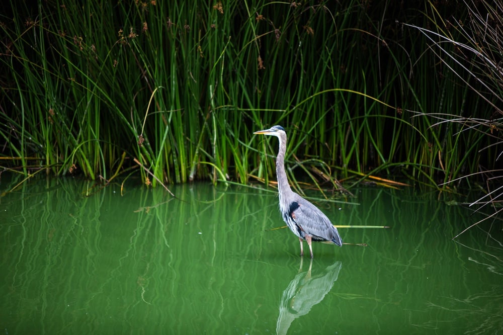 Santa Maria Valley 2025 Shoot Oso Flaco Lake 63 med 1